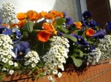 Patarimai: gėlių kompozicijos balkone