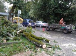 Medis moterį pražudė dėl savivaldybės darbuotojų aplaidumo