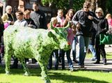 Pasaulinė meno paroda „Karvių paradas“ Palangoje